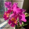Cattleya Maggie Raphael purple(dowiana x trianae)..